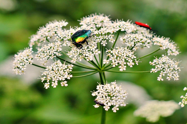 Mauvaises herbes utiles