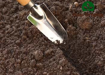 Jangan membuat lubang yang terlalu dalam untuk menanam biji lobak.