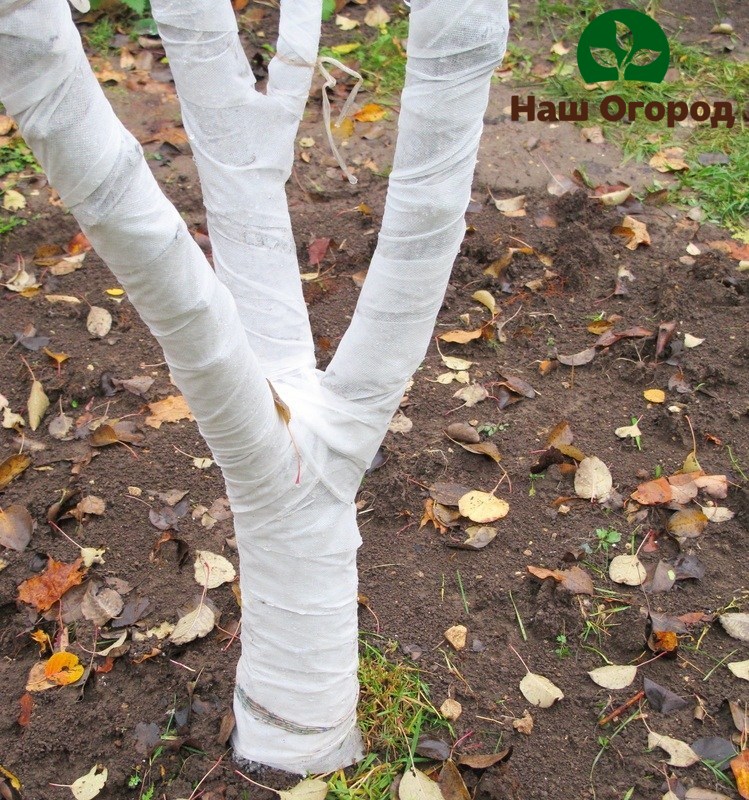 Emballage d'arbre - protection supplémentaire contre les rongeurs