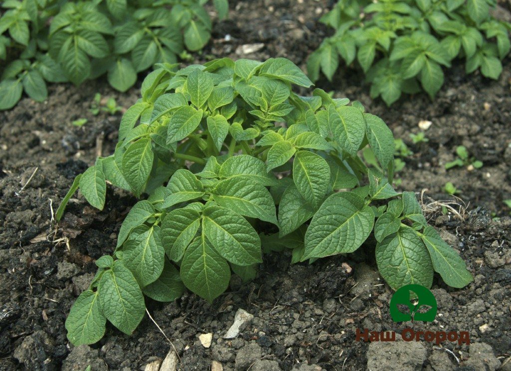 In order for the tubers to receive sufficient nutrients, it is recommended to leave the tops as long as possible.