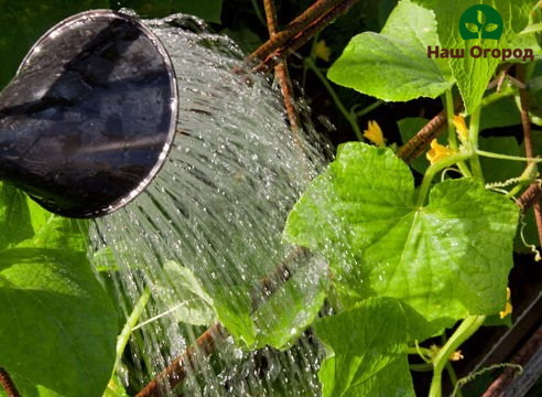 I cetrioli hanno bisogno di annaffiature abbondanti