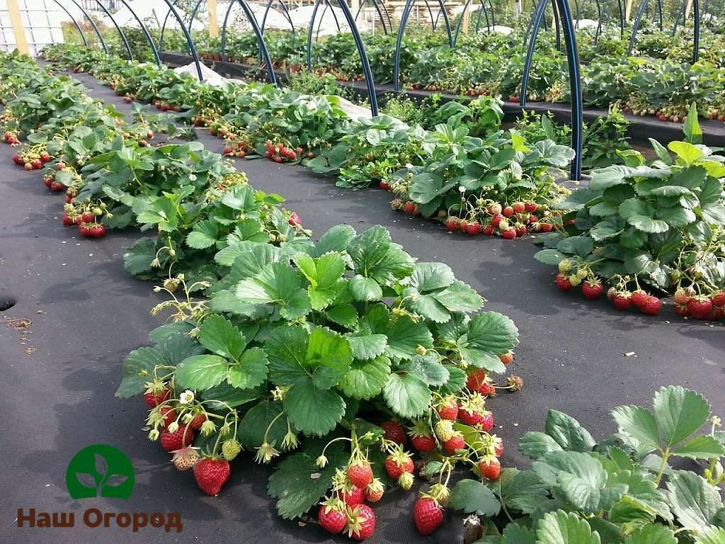 Untuk pertumbuhan dan pengembangan semak strawberi yang terbaik, bahan penutup harus diletakkan di atas katil