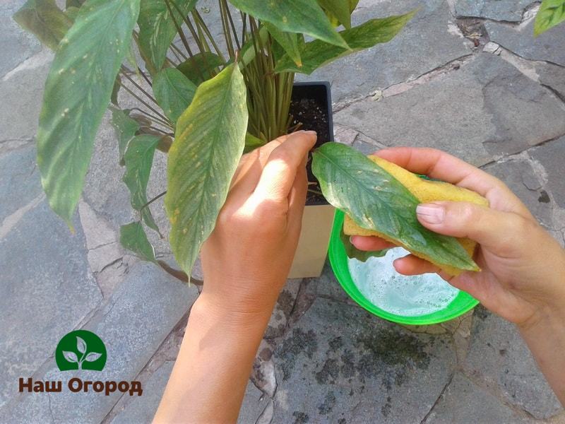 Treating plant leaves with laundry soap will help the plant not be attacked by garden pests.