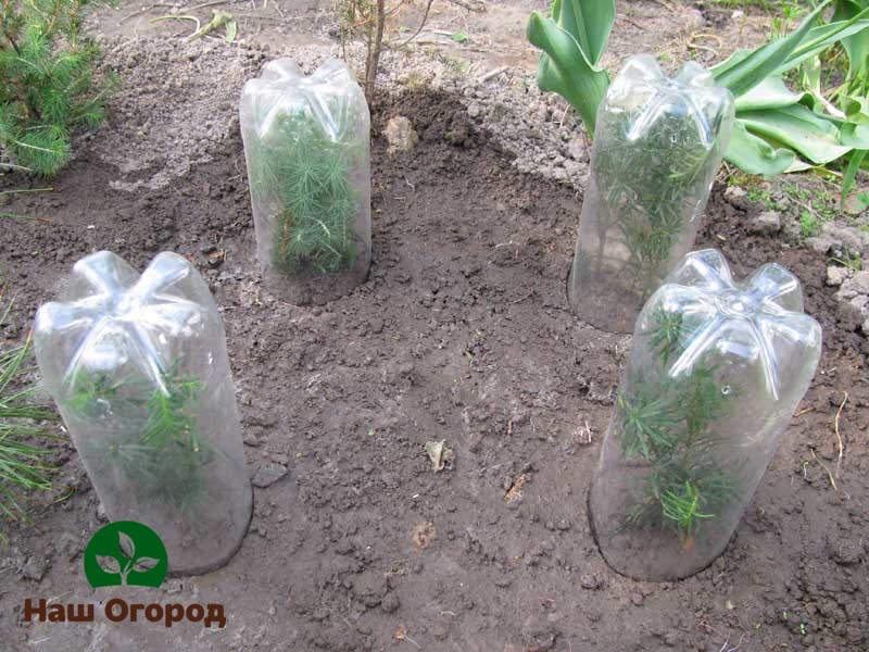 Keadaan rumah hijau dapat diciptakan dengan meletakkan anak benih di bawah kubah plastik