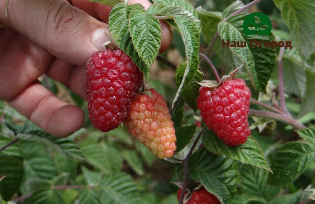 membaiki raspberi di kebun