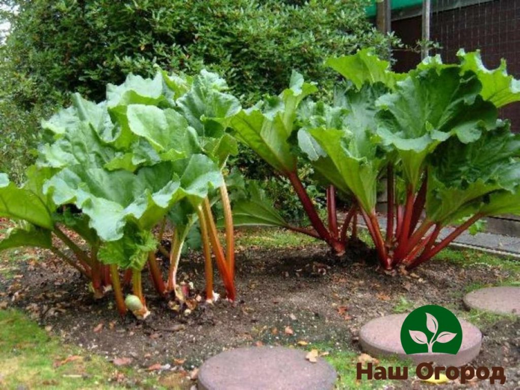 Rhubarb adalah tanaman yang memerlukan baja dan makanan tambahan