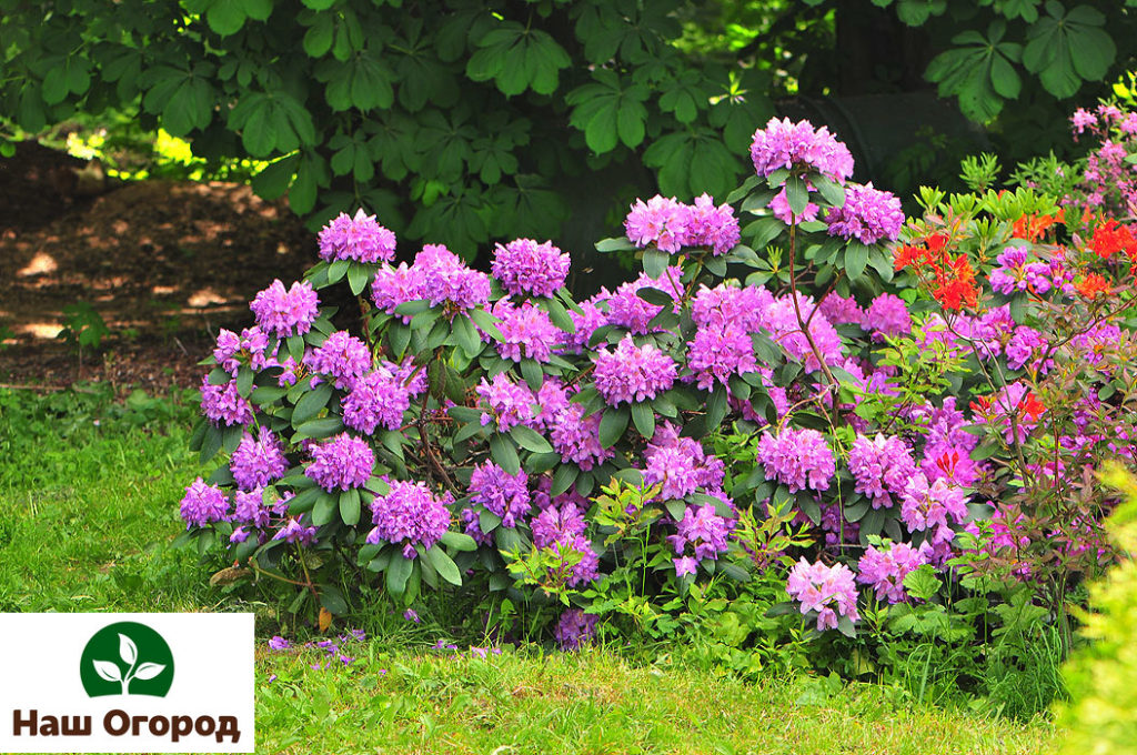 Napapailalim sa karampatang teknolohiyang pang-agrikultura, ang mga rhododendrons ay mamumulaklak sa buong panahon.