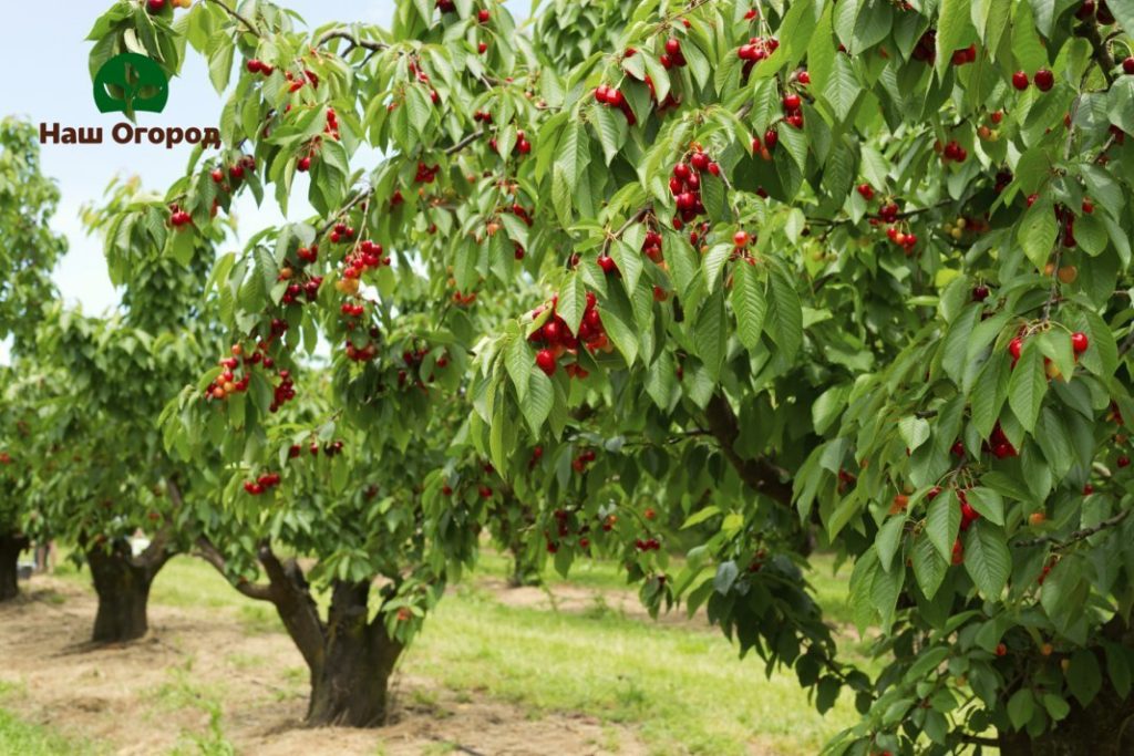 cherry in the garden