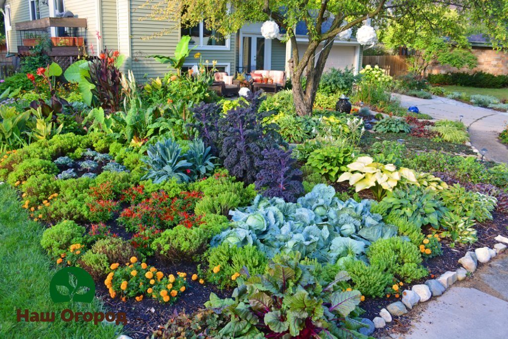 Edible gardening - growing vegetables in flower beds.