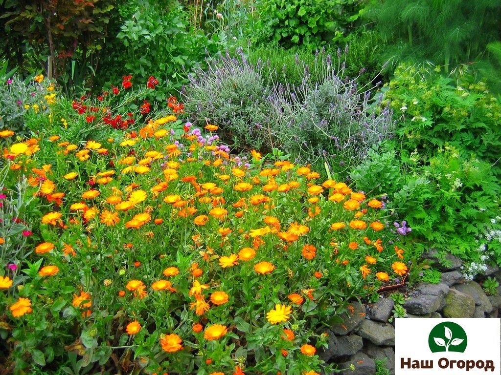 Calendula di taman anda.