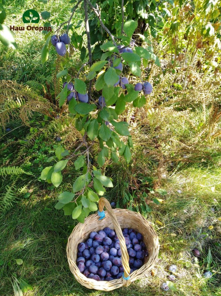 prune dans le jardin