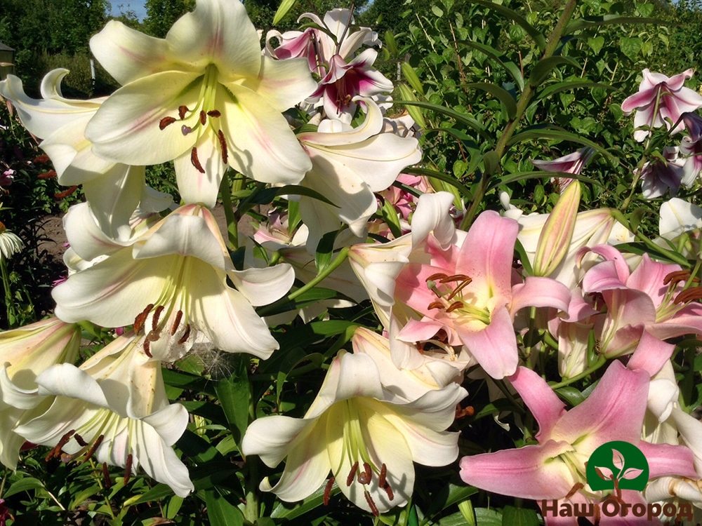 Passion Moon garden lily variety has large enough flowers