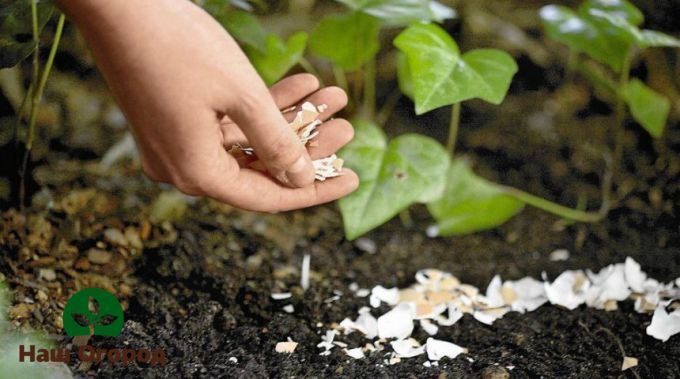 Fertilizing the soil with eggshells can prevent the development of gray rot