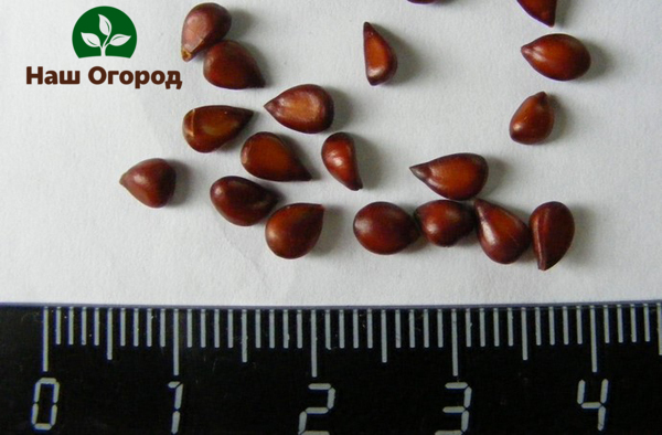 Seeds of an oblong quince