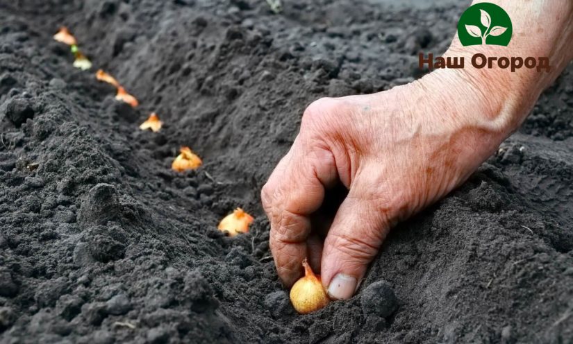 Det er vanlig å plante løksett i rader i spor forberedt på forhånd for planting.