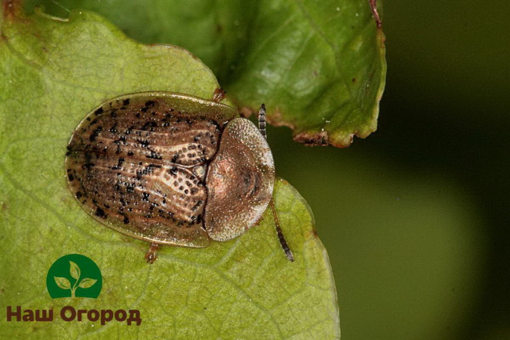 Shield beetle - isa pang posibleng maninira ng beets