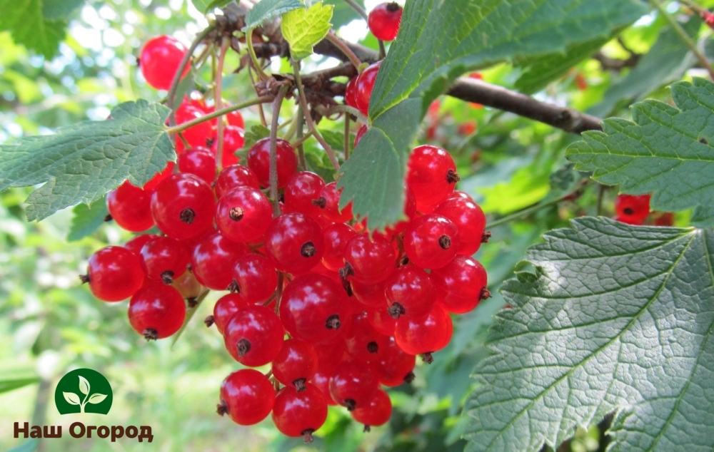 groseille rouge dans le jardin