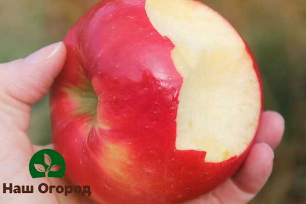 Honey crunch is one of the most fragrant and juicy apple varieties