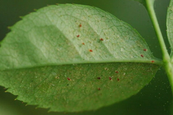 Bệnh của chanh tự làm