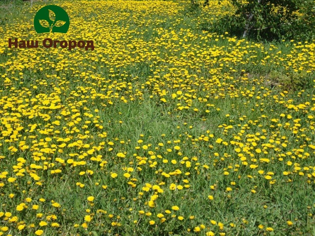 Kung nag-aalangan ka upang alisin ang mga dandelion sa hardin, kung gayon sa lalong madaling panahon maaari mong makita ang isang buong larangan ng mabilis na pag-multiply ng mga damo, na kung saan ay magiging lubhang mahirap na mapupuksa.