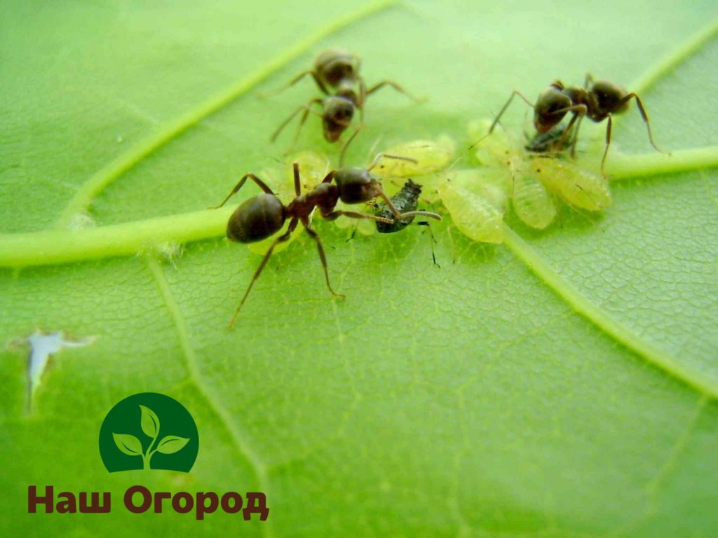 Semut dan kutu daun adalah sepasang serangga yang tidak dapat dipisahkan, jadi anda dapat menyingkirkan semut dengan mengeluarkan kutu dari kebun