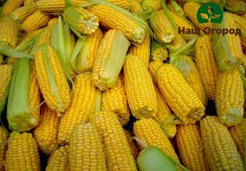 С правилната грижа можете да постигнете богата реколта от здрави кочани от царевица.