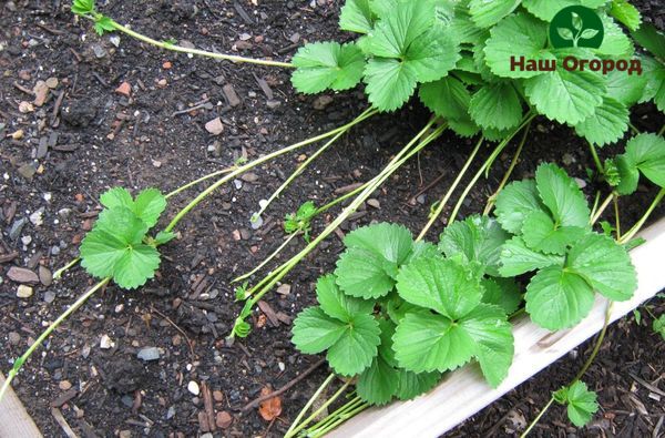 Propagating strawberries with tendrils is the best method compared to planting strawberries from seeds.