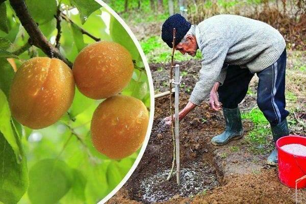 soins de plantation d'abricots
