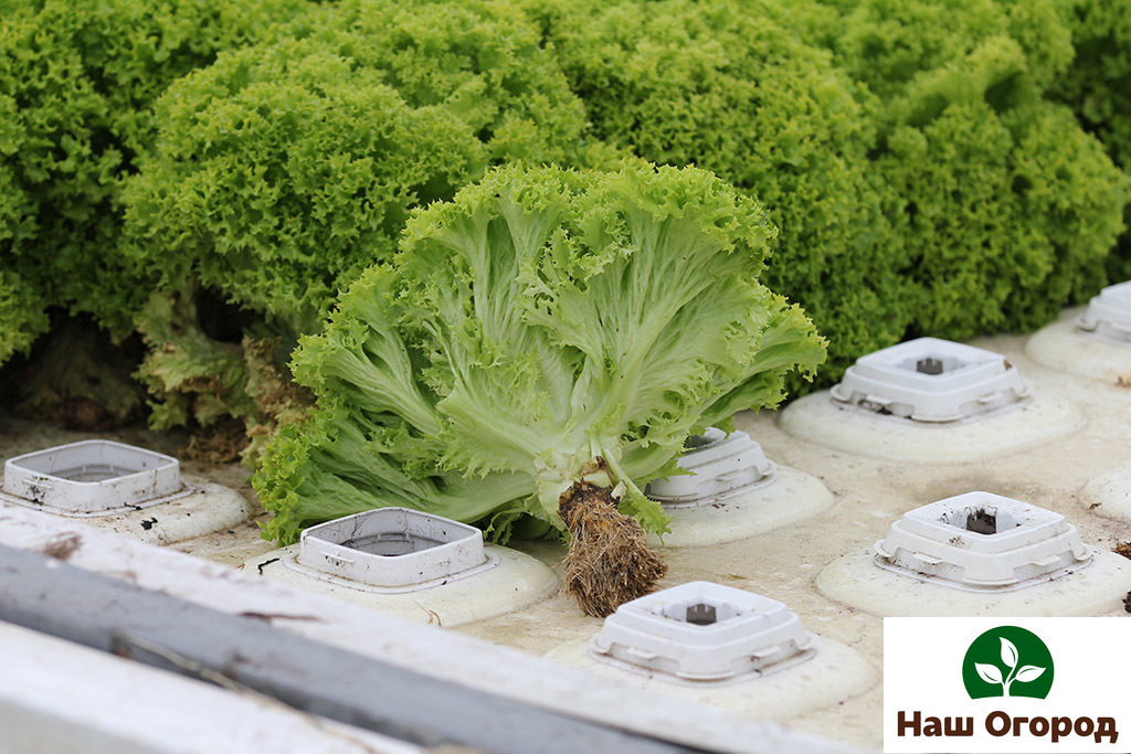 For a good harvest, it is recommended to plant the salad in fertilized soil.
