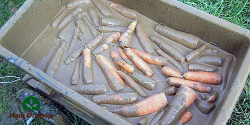 Обработка на моркови с глина