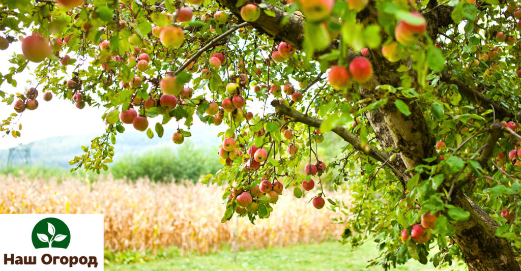 لا يستطيع العديد من البستانيين تخيل الحياة بدون أشجار التفاح. أنواع التفاح