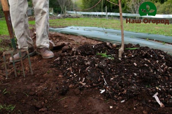 Le cercle de tronc d'un cerisier a besoin d'être fertilisé et fertilisé