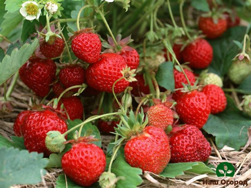 Ang pagtatanim ng mga strawberry nang masyadong mahigpit ay negatibong makakaapekto sa kanilang panlasa.