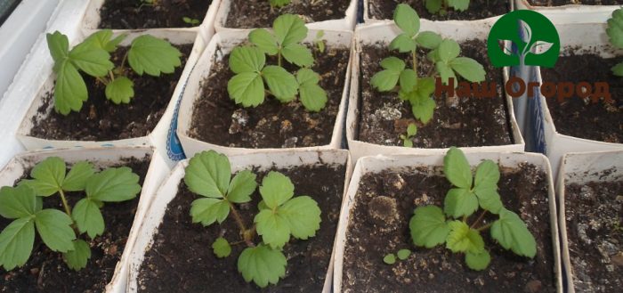 Le piantine di fragole devono essere conservate in un luogo caldo.