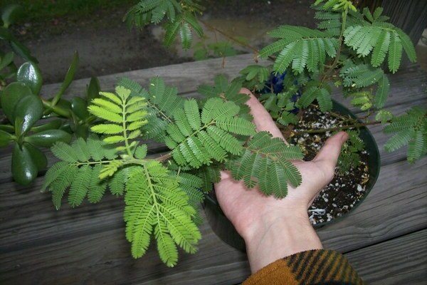 Jacaranda fait maison