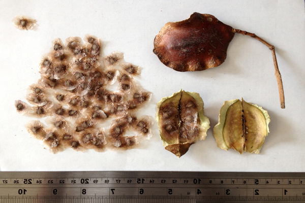 Jacaranda seeds