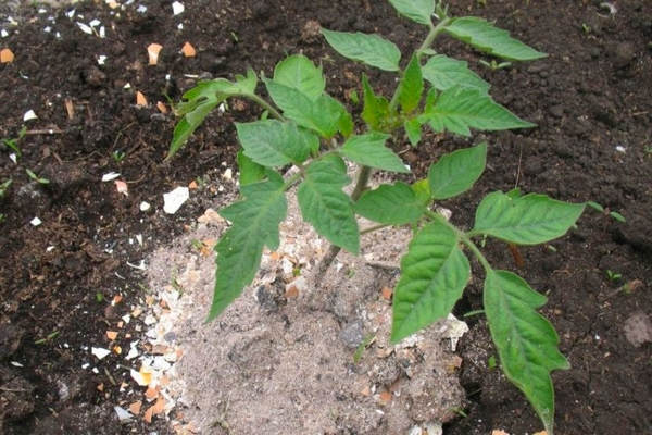 hvordan å mate tomater etter planting