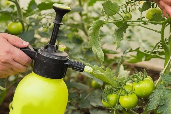 alimentation foliaire des tomates