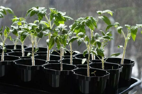 Top dressing de tomates