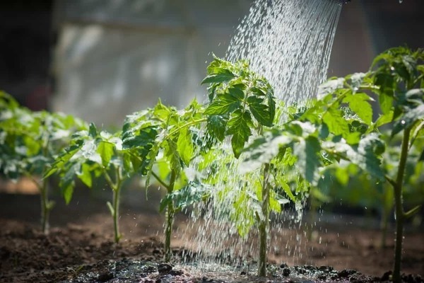 pomodoro da condimento superiore