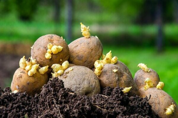 early potato growing technology