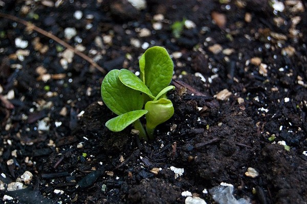 comment faire pousser des semis de courgettes