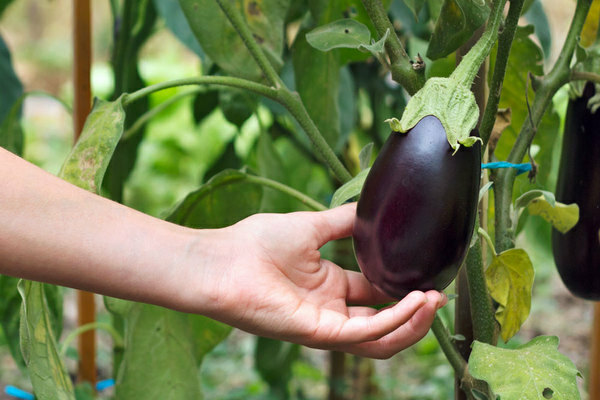 caractéristiques de la culture de l'aubergine