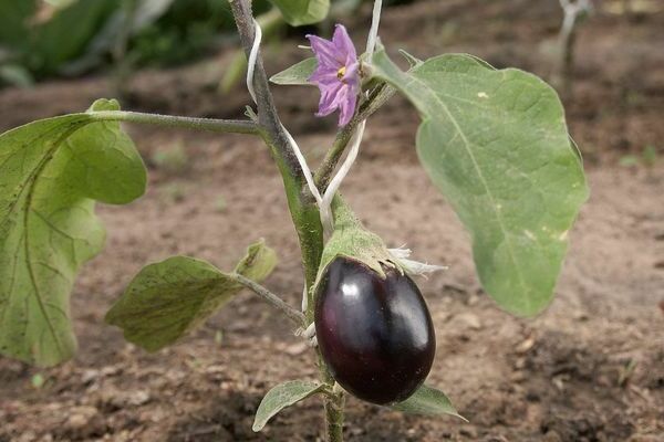 faire pousser des aubergines en serre