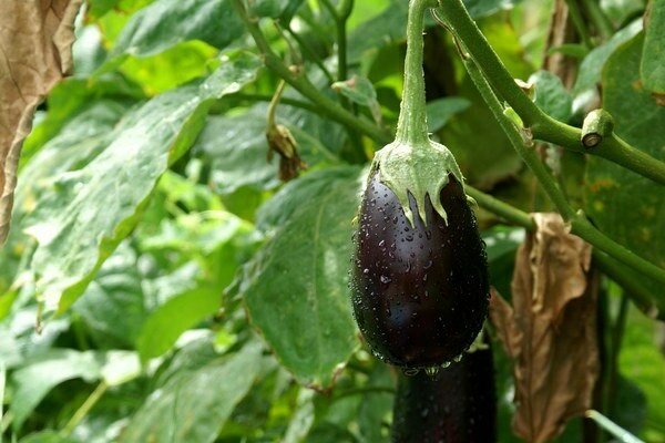 culture et entretien des aubergines