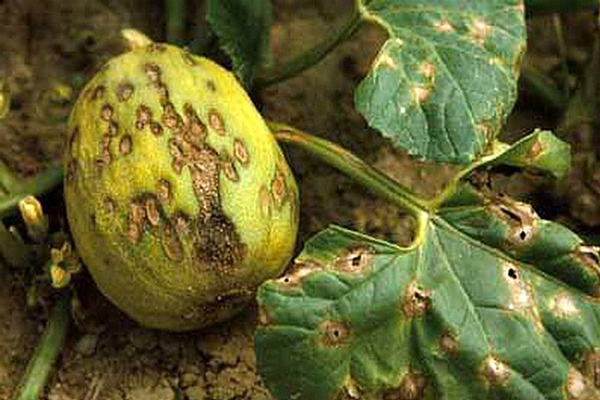 malattie del melone e loro trattamento