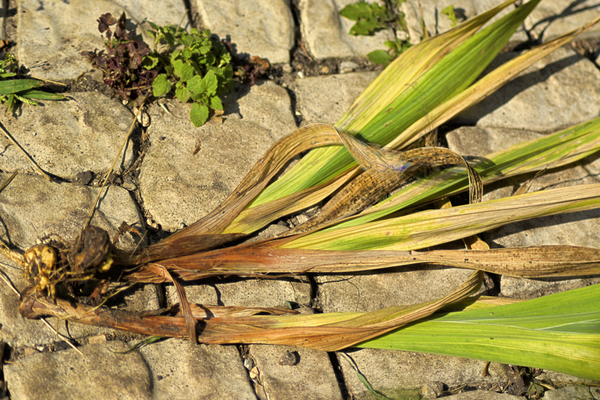 immagini della malattia del gladiolo