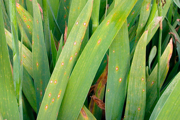 trattamento della malattia dei gladioli