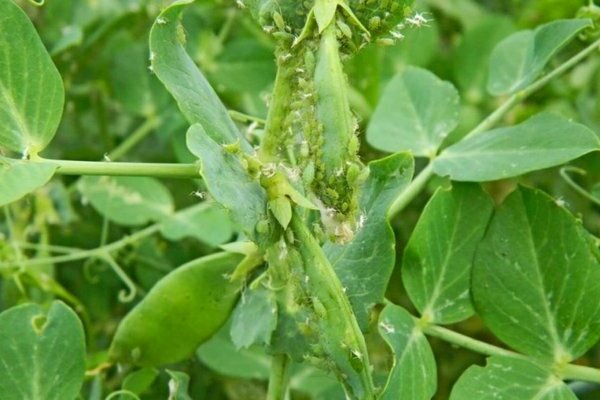 diseases and pests of peas