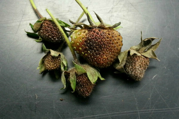 strawberry disease pictures